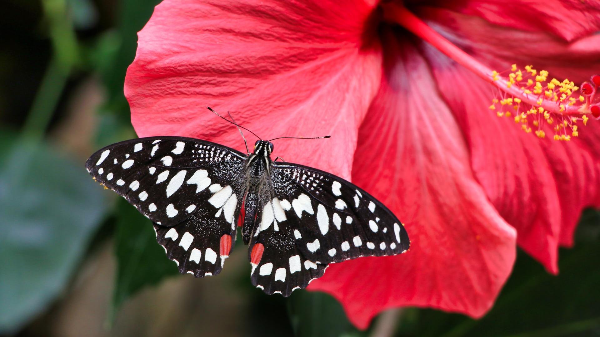 black and white butterfly on pink flower